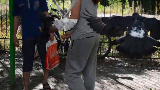 Голуби у подъезда смотреть онлайн