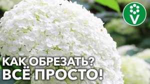 КУСТЫ НЕ РАЗВАЛЯТСЯ, А СОЦВЕТИЯ УДИВЯТ РАЗМЕРОМ при такой ОБРЕЗКЕ ГОРТЕНЗИИ!