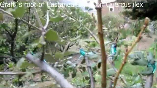 Graft-Castanea-sativa-Quercus-ilex-March-2013 смотреть онлайн