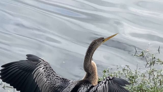 Прическа как из салона! Все на нее шеи сворачивают! смотреть онлайн