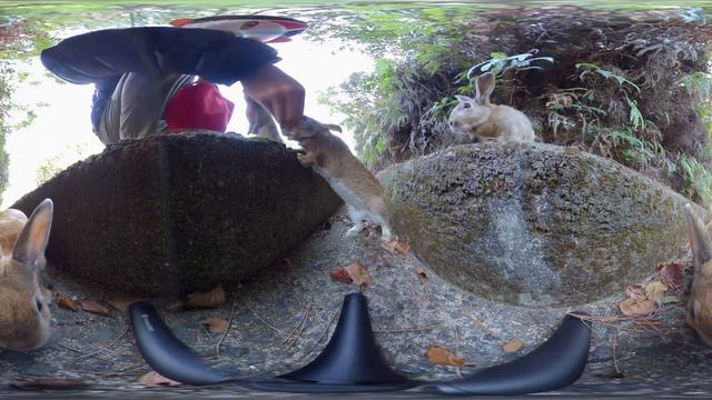 VR 360° | Rabbits are jumping around the drain! смотреть онлайн
