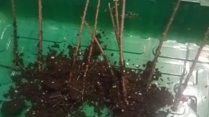 Осеннее черенкование тамарикса. Первые корешки.