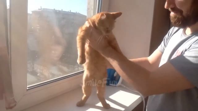 САМЫЕ УГАРНЫЕ ТАНЦЫ КОТОВ!!!СМОТРЕМ И РЖЕМ ПОЛ ЧАСА??