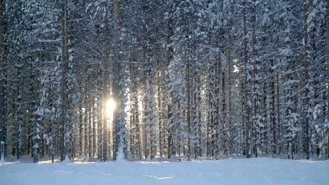 Blizzak LM005 смотреть онлайн