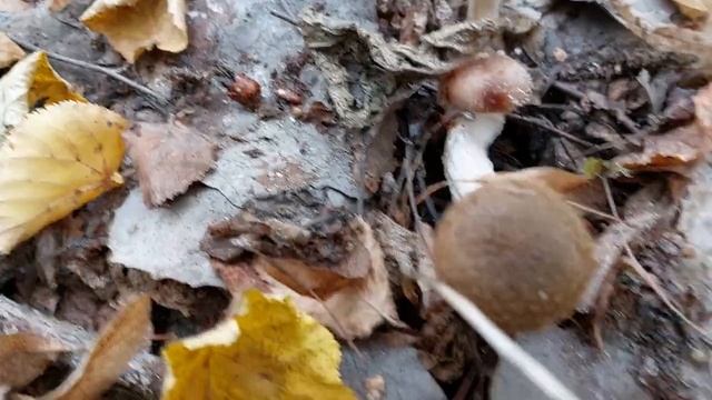 Наконец-то опята! смотреть онлайн