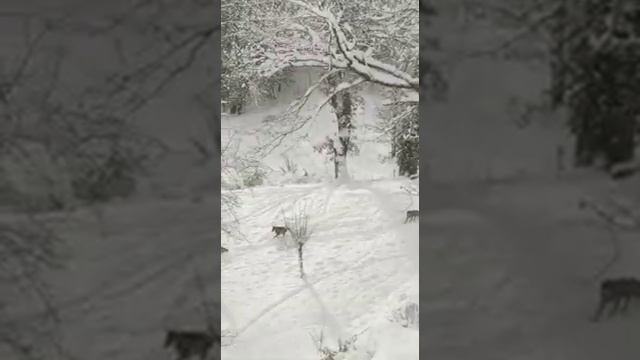 Волки (2019) LOBOS смотреть онлайн