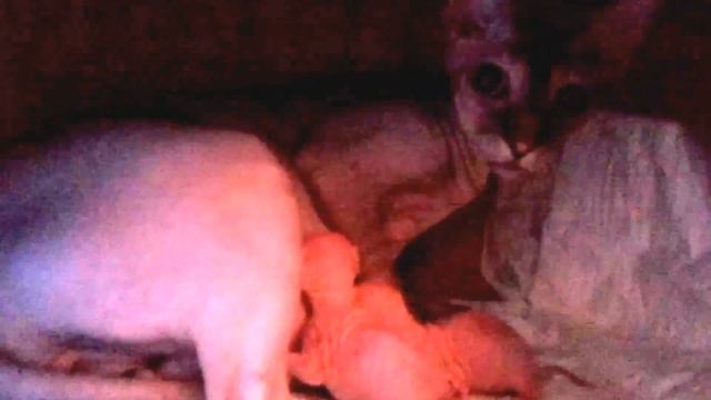 День родов котят сфинкса. Только что родились два котенка. смотреть онлайн
