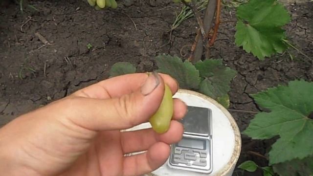 Виноград Бананас смотреть онлайн