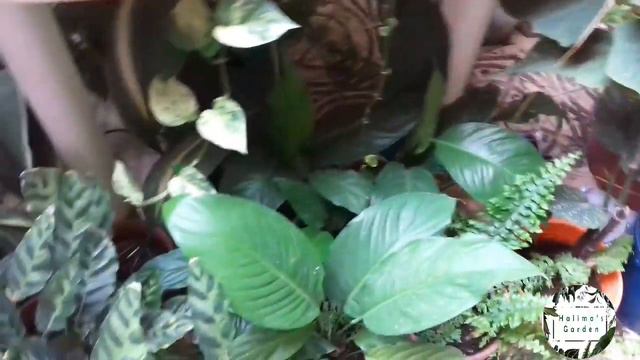 رحلة مدهشة في عالم الألوان والنبات: استكشاف ملهم في المشاتل#التعرف على بعض الاسماء العلمية للنباتات