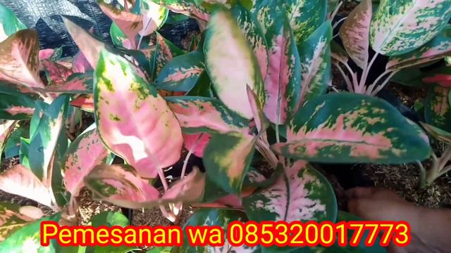 NEW PAKET || DISKON DAN GRATIS ONGKIR KE SELURUH INDONESIA смотреть онлайн
