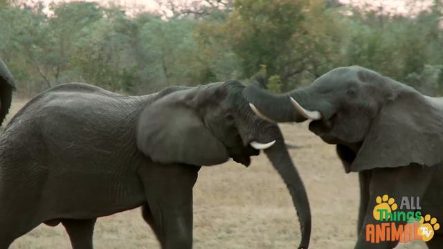 * ELEPHANT * | Animals For Kids | All Things Animal TV