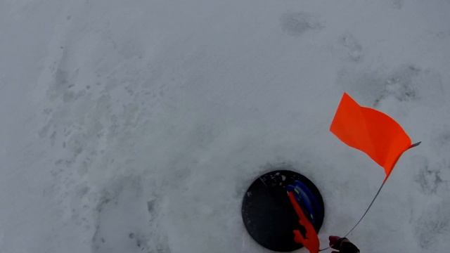 Хмелевка  Я поймал свою крокодилу