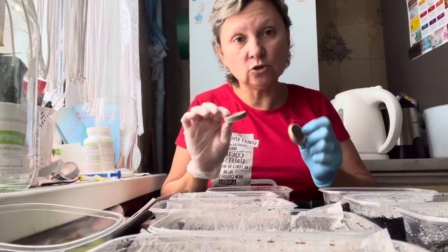 Сажаем эустому 22 ноября 23 год .