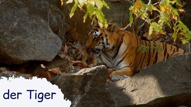 Tiere Für Kinder (Wortschatz) - Animals In German (vocabulary)