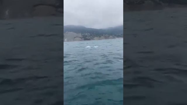 Дельфины в Балаклаве подошли на катере во время рыбалки смотреть онлайн