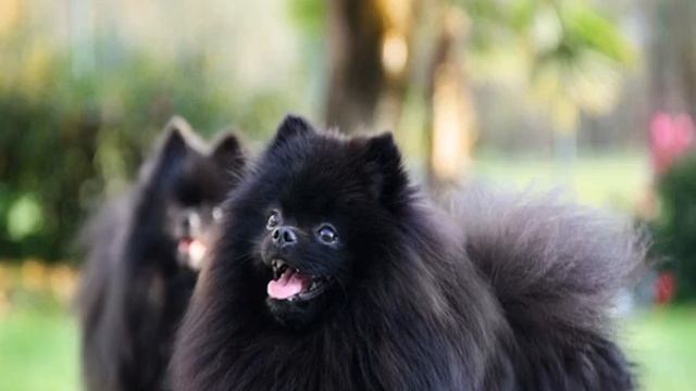 Черный шпиц: померанская черно-подпалая или черно-белая собака смотреть онлайн