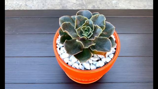 My Rare Succulents смотреть онлайн