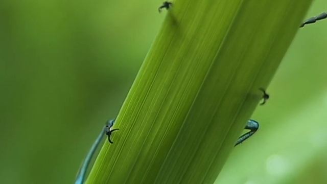 жук таракан на травинке ЛЕТО смотреть онлайн
