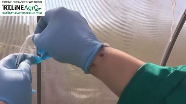 Как подвязать томаты Подвязка помидоров смотреть онлайн