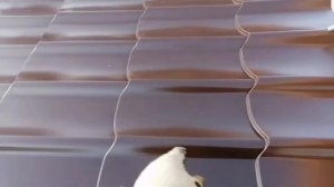 ДВУХСКАТНАЯ КРЫША НА БАНЮ, ПРИСТРОЙКА, МЕТАЛЛОЧЕРЕПИЦА, 3 ЧАСТЬ, окончание,