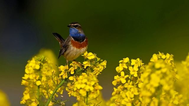 ПЕНИЕ ВАРАКУШКИ | Luscinia Svecica