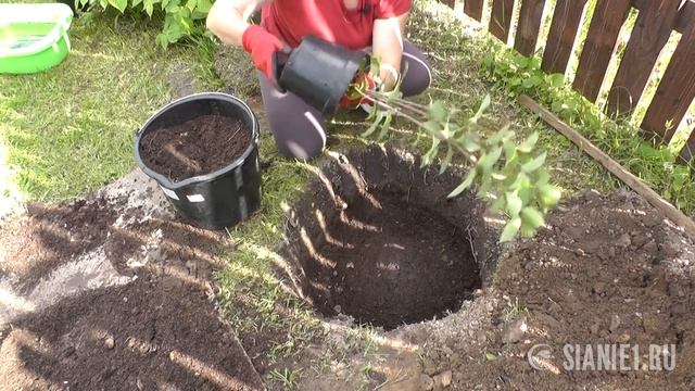 Как посадить гортензию правильно