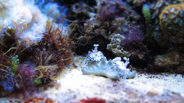 Harlequin Shrimps vs Starfish смотреть онлайн