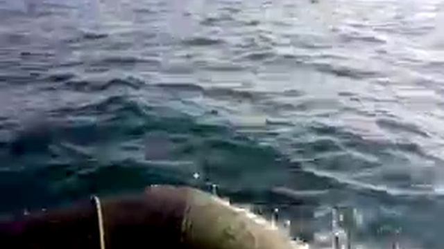ДЕЛЬФИНЫ чёрного моря.mp4 смотреть онлайн