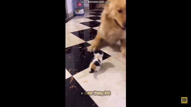 ПРИКОЛЫ КОТЫ. смотреть онлайн