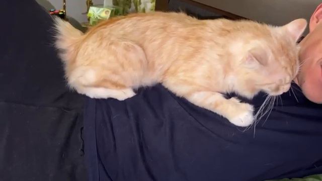 Самый ласковый сибирский кот Figaro Crown of Siberia смотреть онлайн