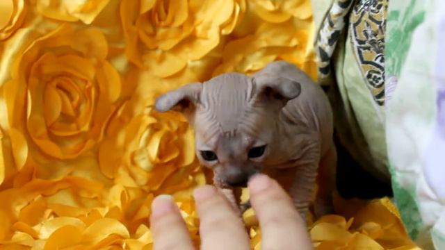 Тэя смотреть онлайн