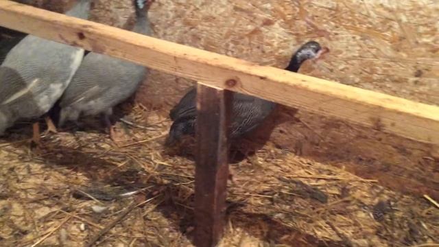 Цесарка бройлерная дружит с цесаркой несушкой смотреть онлайн