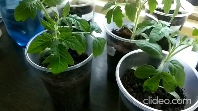 Стала поливать щелочной водой и рассада ожила смотреть онлайн