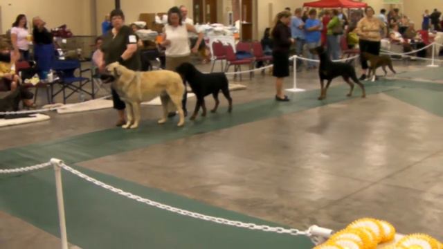 UKC Carolina Classic April 3 Show 1 Guardian Group смотреть онлайн