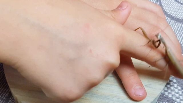 НАСЕКОМАШКИ 2. Богомолы и Августина. Насекомые для детей. смотреть онлайн