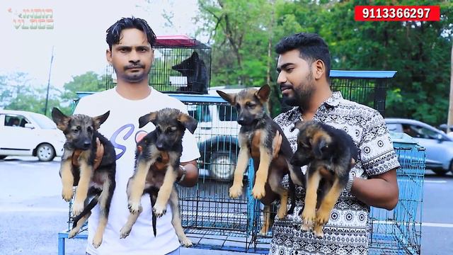 Dog Sale in Ranchi | dog in ranchi | pet shop ranchi | german shepherd ranchi | india vlogs | смотреть онлайн