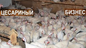Фермер Кирилл Жданов: Почему я решил заниматься разведением цесарки