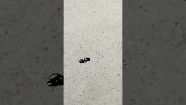 Scarite Beetles, often mistaken for Stag Beetles. #beetle #Scarite #insects #animals смотреть онлайн