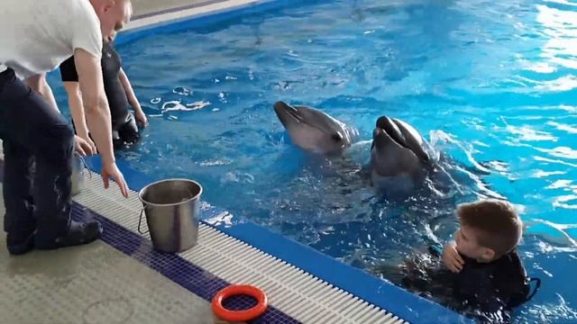 Плаваем с дельфинами в Москвариуме смотреть онлайн