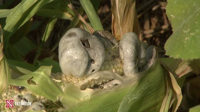 Corn Smut смотреть онлайн