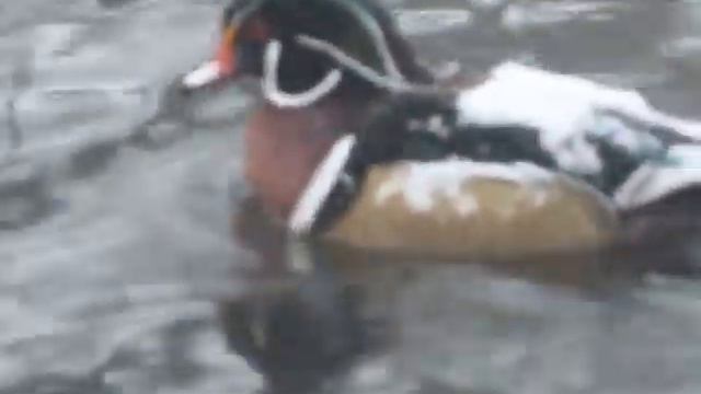 WOOD DUCK, LEVERETT POND, SAT. JAN. 07, 2017 243 смотреть онлайн