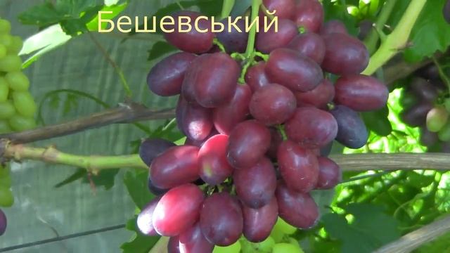 @Виноград Бешевський в Полтаві Ранній, смачний, червоний смотреть онлайн