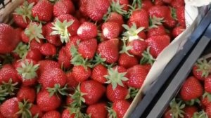 Сборы Клубники сорт Лакомка