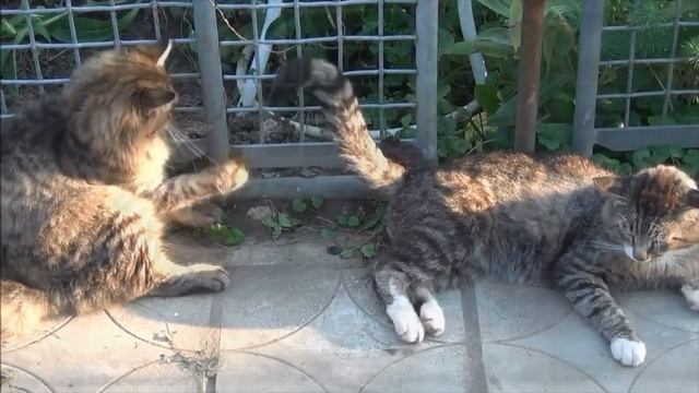 Не тяни кота за хвост:) смотреть онлайн