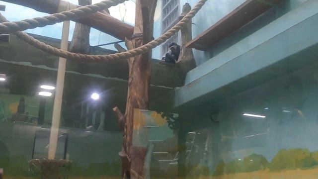 Зоопарк города Ижевск 2023 смотреть онлайн