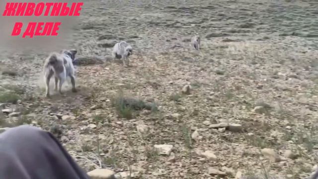 Волк Встретил Мастифа и Вот Что Было Дальше смотреть онлайн