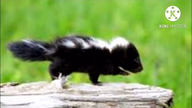 Зверёк залез в сумку к мужчине, когда тот возвращался домой на самолёте, он даже не знал кто это смотреть онлайн