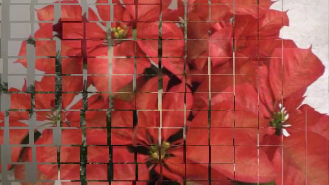 Enjoy beautiful Christmas flowers photos roses daisy candles #Subscribe PLS смотреть онлайн