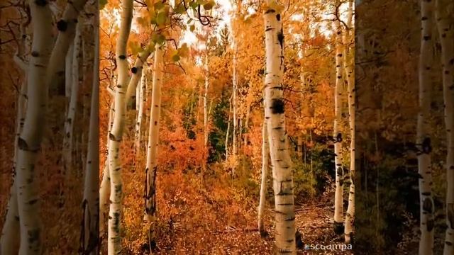 Наступит день, и дом мой испарится. автор Молодикова Наталья. Читает Костюков Валерий смотреть онлайн