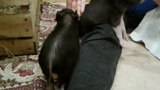 Живём и выкармливаем маленьких свинок дома смотреть онлайн